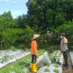 Warga Jagaraga Semangat Tanam, Berkat Dorongan Polisi