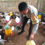 Bhabinkamtibmas Kuripan Aktif Sosialisasi Ketahanan Pangan ke Peternak Ayam