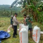 Bhabinkamtibmas Sekotong Kawal Panen Padi, Perkuat Ketahanan Pangan di Lombok Barat