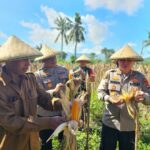 Kapolres Lombok Barat Hadiri Panen Raya Jagung, Sinergi Polri dan Petani Jaga Ketahanan Pangan