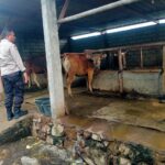 Dekatkan Diri ke Warga, Bhabinkamtibmas Dorong Usaha Ternak