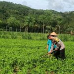 Optimalisasi Pekarangan: Peran Aktif Bhabinkamtibmas