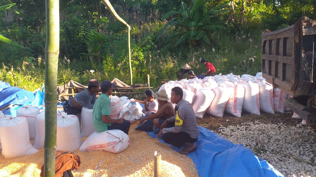 Dukungan Polri Terhadap Petani: Bhabinkamtibmas Monitoring Panen Jagung di Lombok Barat