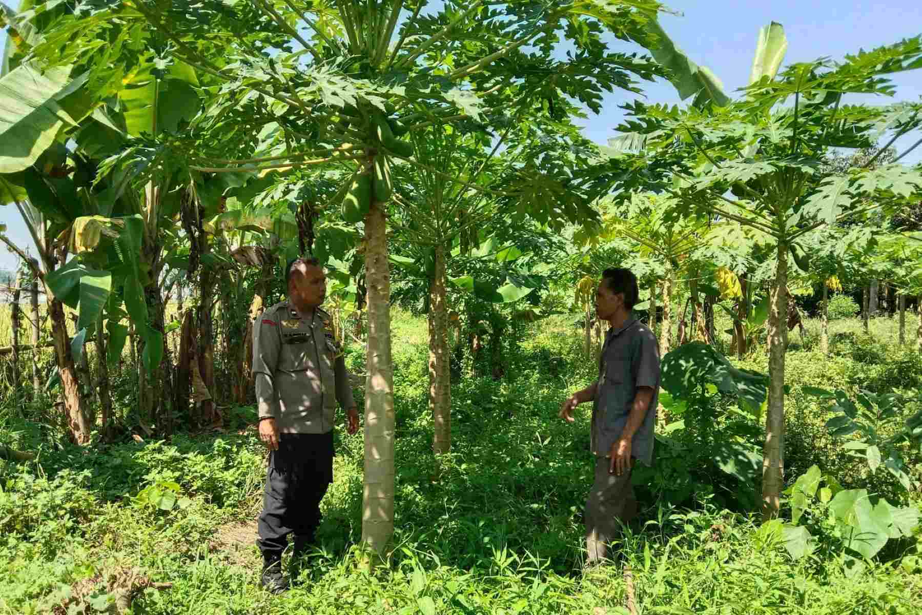 Sinergi Warga dan Polisi Gerakkan Pertanian Rumah Tangga