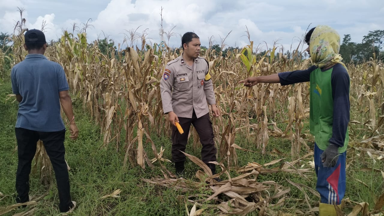 Polri Terjun ke Sawah: Dukungan Nyata untuk Petani Jagung Lombok Barat