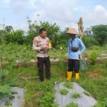Optimalisasi Lahan untuk Ketahanan Pangan: Langkah Nyata Polri di Lombok Barat