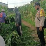 Bhabinkamtibmas Dampingi Panen Jagung di Ombe Baru Dukung Swasembada Pangan