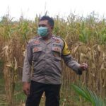 Bhabinkamtibmas Jagaraga Dukung Ketahanan Pangan di Dusun Beremi