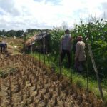 Bhabinkamtibmas Sosialisasi Pemanfaatan Lahan Kosong untuk Pangan