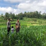 Bhabinkamtibmas Mareje Dukung Petani Jagung di Lembar