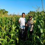 Bhabinkamtibmas Mareje Timur Dampingi Petani Jagung Tingkatkan Hasil Panen
