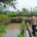 Pemuda Pesongoran Bergerak Wujudkan Kemandirian Pangan