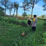 Polri Dorong Pertanian Produktif di Desa Pelangan, Sekotong