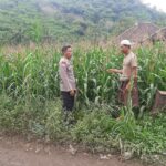 Polsek Lembar Dorong Produktivitas Jagung di Lombok Barat