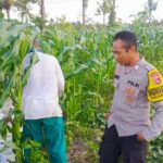 Sinergi Polisi dan Petani Wujudkan Ketahanan Pangan di Kuripan Utara
