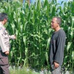 Polsek Lembar Dampingi Petani Jagung di Gunung Gundil