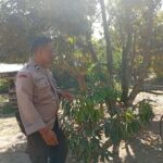 Ketahanan Pangan Desa Merembu Didorong Lewat Jalan Usaha Tani Baru