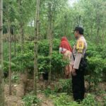 Ketahanan Pangan Dimulai dari Desa, Bhabinkamtibmas Dampingi Petani Cabai di Kediri Lombok Barat