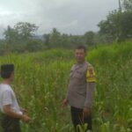 Ketahanan Pangan dan Keamanan Diperkuat di Sekotong Tengah Lewat DDS Bhabinkamtibmas