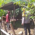 Bhabinkamtibmas Batu Putih Bina Warga Kembangkan Sapi Ternak