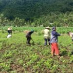 Sinergi Polisi-Warga Kuripan, Ketahanan Pangan Dimulai dari Pekarangan