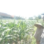 Polri dan Petani Labuapi Bersinergi, Perkuat Ketahanan Pangan Nasional Melalui Optimalisasi Lahan