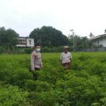 Polsek Kuripan Perkuat Ketahanan Pangan Warga lewat Pendampingan Aktif