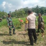 Sinergi TNI-Polri Dukung Ketahanan Pangan di Desa Taman Ayu, Gerung