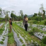 Bhabinkamtibmas Batulayar Dampingi Warga Panen Cabai, Dorong Pangan Mandiri dari Pekarangan