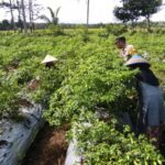 Bhabinkamtibmas Kuripan Utara Dampingi Petani Panen Cabai, Dukung Ketahanan Pangan