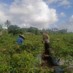 Polri Dampingi Petani Panen Cabai di Kuripan Utara, Dukung Ketahanan Pangan Lokal