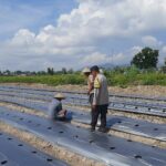 Polsek Kediri Dorong Warga Montong Are Tanam Cabai untuk Ketahanan Pangan