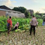 Polsek Kuripan Dukung Petani Jagung di Kumbung Barat Wujudkan Ketahanan Pangan