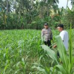 Polri di Tengah Petani Jagung: DDS Bangun Ketahanan Pangan Sekotong