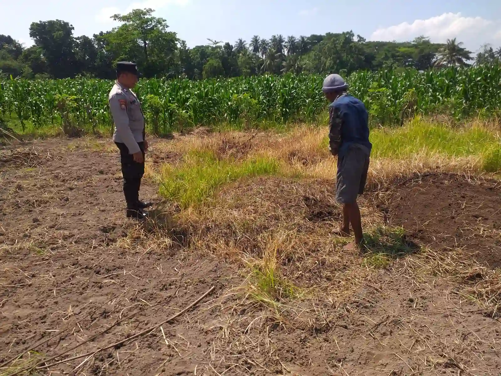 Lombok Barat, NTB – Dalam upaya konkret mendukung Program Ketahanan Pangan Nasional, Bhabinkamtibmas Desa Jagaraga, AIPTU I Gede Dodit, melaksanakan kunjungan dan dialog langsung dengan petani di Dusun Lamper. Kegiatan yang berlangsung pada hari Sabtu, 18 Oktober 2025, pukul 11.00 WITA hingga selesai, ini bertujuan mendorong pemanfaatan lahan produktif secara maksimal oleh warga binaan, baik untuk bercocok tanam maupun beternak atau perikanan. Inisiatif ini merupakan wujud nyata sinergi Polri dan masyarakat dalam menjaga ketersediaan pangan di tingkat lokal. Peran Aktif Polri dalam Mendukung Kemandirian Pangan Daerah Kunjungan Bhabinkamtibmas AIPTU I Gede Dodit di Dusun Lamper difokuskan kepada Bapak Ahmad, salah seorang petani setempat yang memiliki lahan produktif. Dalam pertemuan yang berlangsung hangat dan penuh kekeluargaan, AIPTU I Gede Dodit menyampaikan pentingnya peran aktif masyarakat, terutama para petani dan peternak, dalam menghadapi tantangan ketahanan pangan global. Ia mengajak warga untuk tidak hanya mengandalkan hasil panen utama, tetapi juga memanfaatkan pekarangan rumah atau lahan tidur untuk menanam komoditas pangan cepat panen seperti sayur-sayuran, sebagai bentuk diversifikasi dan cadangan pangan keluarga. Kapolsek Kuripan, Polres Lombok Barat, Polda NTB, Ipda I Wayan Eka Ariyana, S.H., menegaskan bahwa kegiatan ini adalah bagian dari instruksi pimpinan Polri untuk secara masif mengawal dan mendukung program pemerintah. "Peran Bhabinkamtibmas sangat strategis sebagai ujung tombak Polri di desa. Mereka tidak hanya menjaga kamtibmas, tetapi juga menjadi motivator dan penggerak ekonomi kerakyatan, khususnya di sektor pertanian. Kami terus mendorong anggota kami untuk terjun langsung, memastikan warga binaan teredukasi dan tergerak untuk memanfaatkan setiap jengkal lahan yang ada," ujar Ipda I Wayan Eka Ariyana, S.H. Menggali Potensi Lokal Melalui Pemanfaatan Lahan Produktif Inti dari kunjungan tersebut adalah memotivasi Bapak Ahmad dan warga lainnya agar lebih optimal dalam memanfaatkan lahan. AIPTU I Gede Dodit memberikan pemahaman bahwa ketahanan pangan dimulai dari tingkat rumah tangga dan desa. Dengan menanam sayur-sayuran di lahan milik sendiri, warga dapat mengurangi ketergantungan pada pasar, memastikan ketersediaan pangan yang sehat, sekaligus berpotensi meningkatkan pendapatan keluarga. "Saya berdialog dengan Bapak Ahmad, menjelaskan bahwa program ketahanan pangan ini bukan hanya tanggung jawab pemerintah semata, melainkan tanggung jawab kita bersama. Dengan memanfaatkan lahan seoptimal mungkin, kita tidak hanya menjamin ketersediaan pangan keluarga, tapi juga ikut berkontribusi pada ketahanan pangan nasional," kata AIPTU I Gede Dodit. Ia menambahkan, pihaknya siap membantu memfasilitasi komunikasi dengan instansi terkait jika warga membutuhkan bimbingan teknis lebih lanjut mengenai pertanian atau peternakan. Sambutan Positif Warga dan Komitmen Mendukung Program Pemerintah Sambutan dari Bapak Ahmad, petani yang menjadi sasaran kunjungan, menunjukkan antusiasme tinggi terhadap inisiatif ini. Bapak Ahmad menyatakan kesediaannya untuk mendukung program pemerintah dengan mulai menanam berbagai jenis sayur-sayuran di tanah miliknya yang terletak di Dusun Lamper, Desa Jagaraga. "Kami menyambut baik kunjungan dari Bapak Bhabinkamtibmas. Ini sangat memotivasi kami para petani. Kami siap mendukung program ketahanan pangan ini. Kebetulan kami punya lahan, dan arahan dari Bapak Dodit untuk menanam sayur-sayuran sangat masuk akal untuk cadangan pangan keluarga kami. Kami akan segera memulainya," tutur Bapak Ahmad dengan semangat. Hasil dari kegiatan ini tidak hanya terhenti pada komitmen menanam sayuran, tetapi juga berhasil menjalin dan memperkuat tali silaturahmi serta komunikasi yang baik antara Polri dan warga binaan. Komunikasi yang intensif dan berkelanjutan seperti ini sangat penting untuk memastikan program-program pemerintah dapat berjalan lancar dan tepat sasaran di tingkat desa. Secara keseluruhan, kegiatan Bhabinkamtibmas Desa Jagaraga AIPTU I Gede Dodit di Dusun Lamper ini berjalan lancar. Situasi di lokasi terpantau aman dan kondusif, mencerminkan sinergi yang harmonis antara aparat keamanan dan masyarakat. Upaya ini menjadi salah satu pilar penting dalam mewujudkan kemandirian pangan yang berkelanjutan di wilayah Kabupaten Lombok Barat, sekaligus mengukuhkan citra Polri sebagai pengayom dan mitra produktif bagi masyarakat. Keberhasilan ini diharapkan dapat menjadi contoh inspiratif bagi desa-desa lain untuk turut serta aktif dalam program penguatan ketahanan pangan nasional.