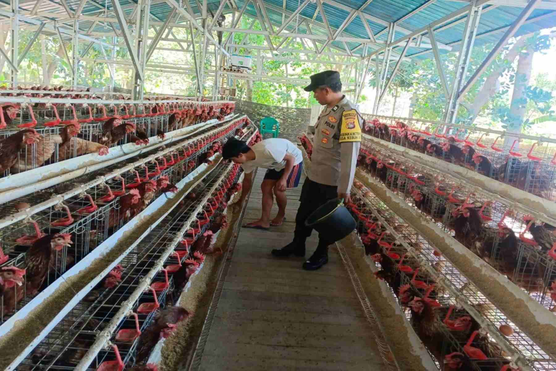 Kamtibmas Kondusif, Produksi Lancar: Peran Bhabinkamtibmas Bagi Peternak Ayam